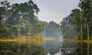 Chitwan swamp