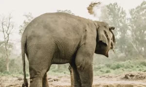 Elephant Breeding Center Chitwan