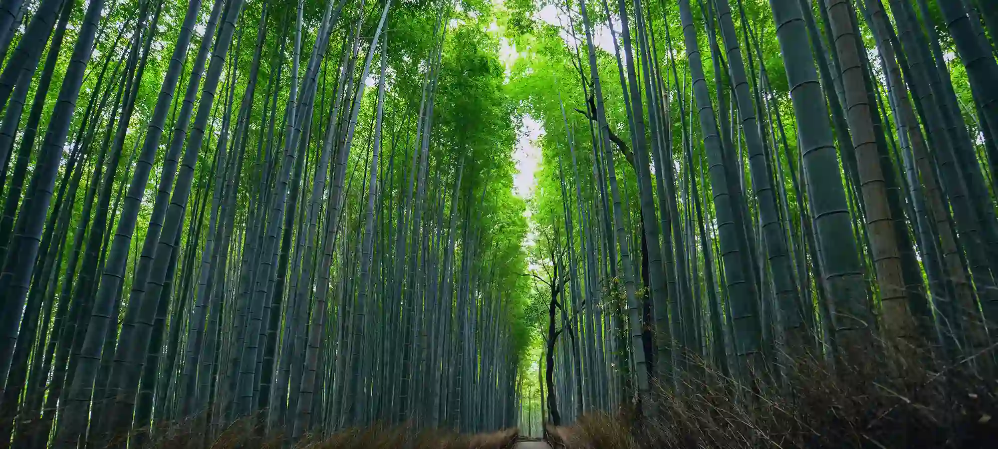 Arashiyama, Kyoto,-Japan - GlobalXplorers