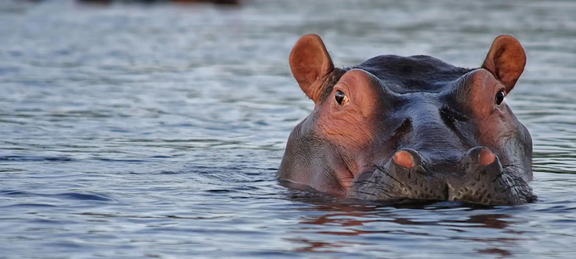 GlobalXplorers Botswana - Globalxplorers