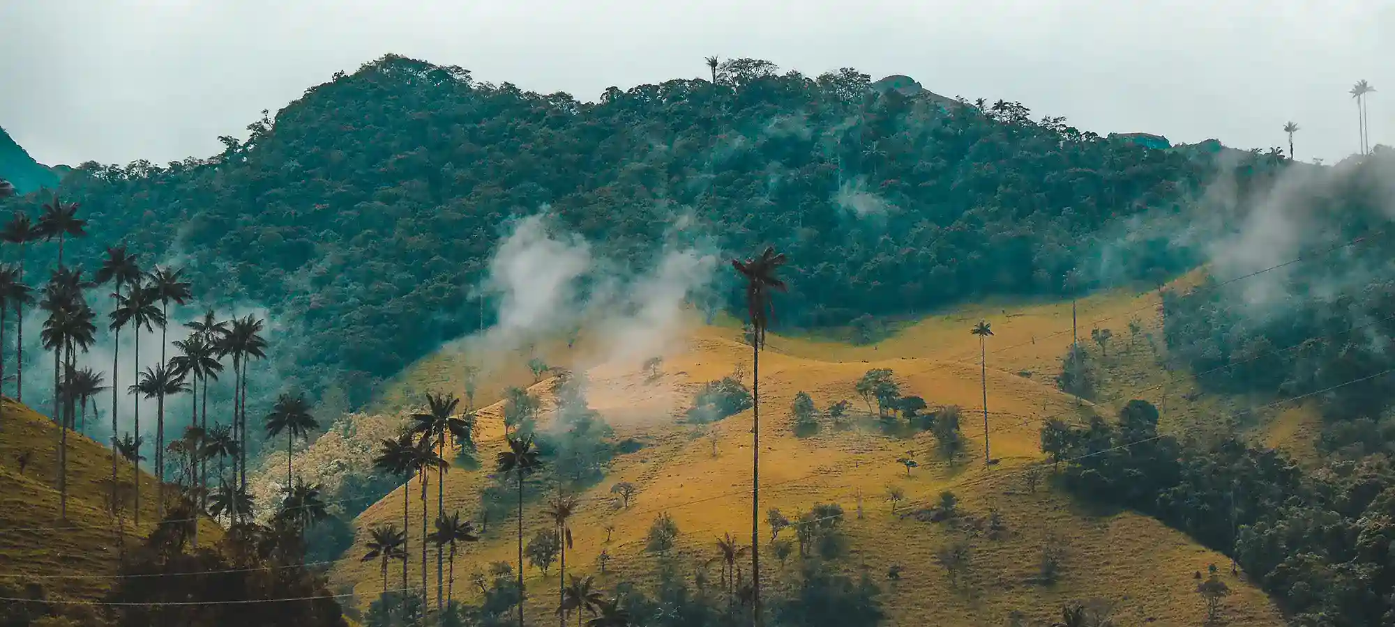 Cocora Valley, Colombia - GlobalXplorers
