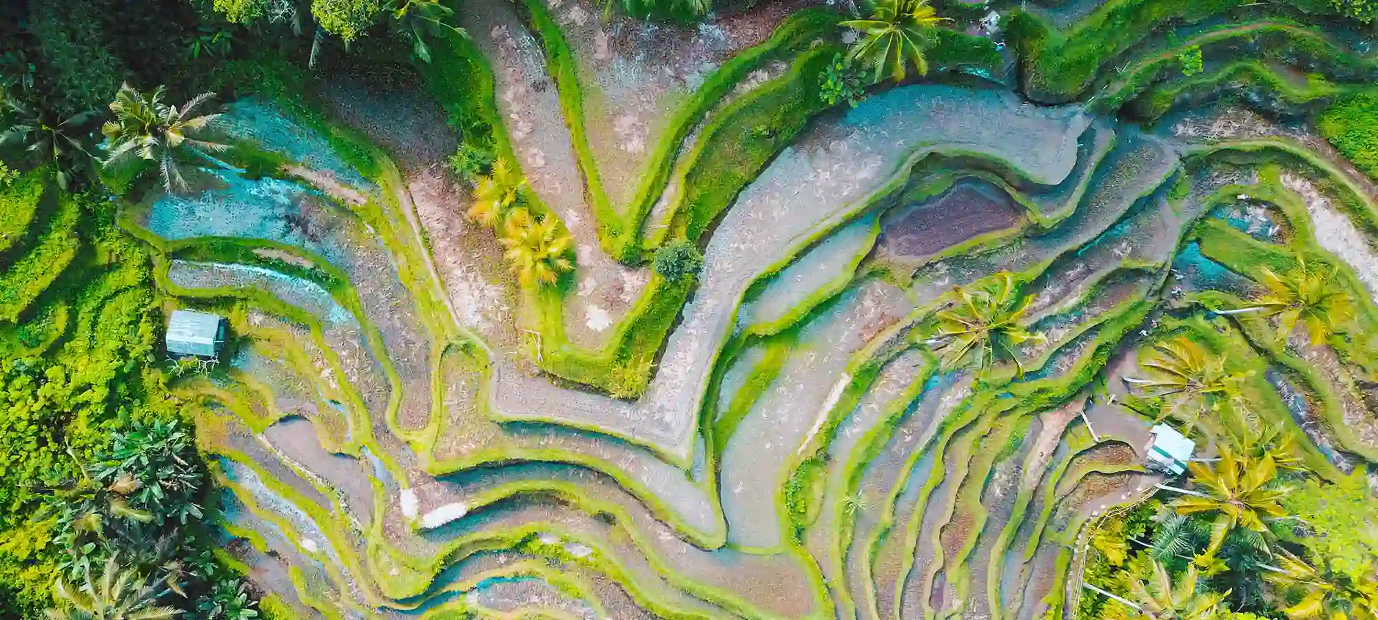 Tegallalang Rice-Terrace, - Indonesia - GlobalXplorers