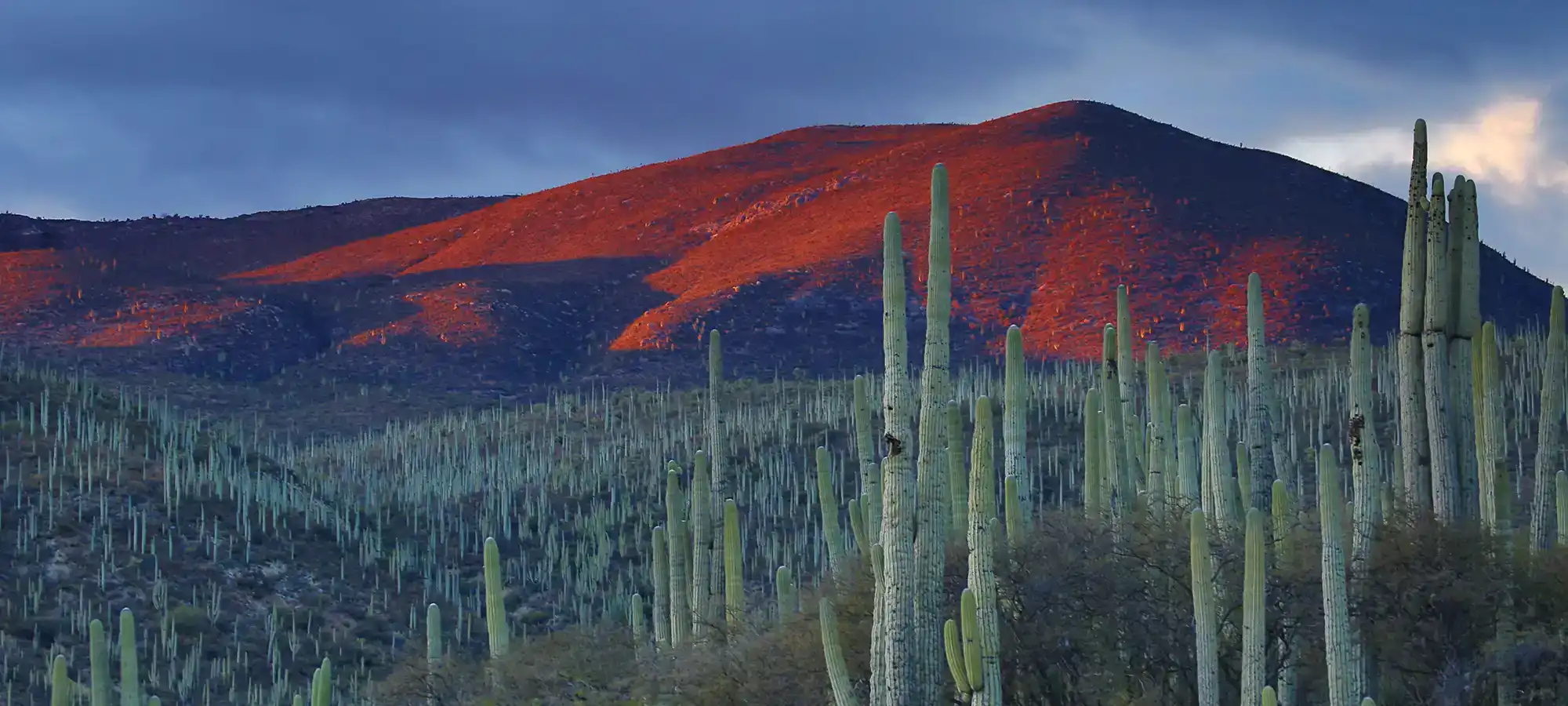 GlobalXplorers Zapotitlan Salinas Botanical Garden, Mexico - GlobalXplorers