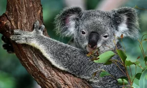 Australian Wildlife - GlobalXplorers