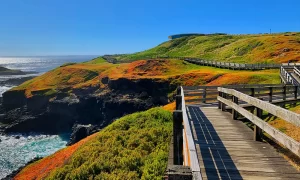 Phillip Island - GlobalXplorers