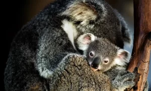 Rainforestation Kuranda - Australia - GlobalXplorers