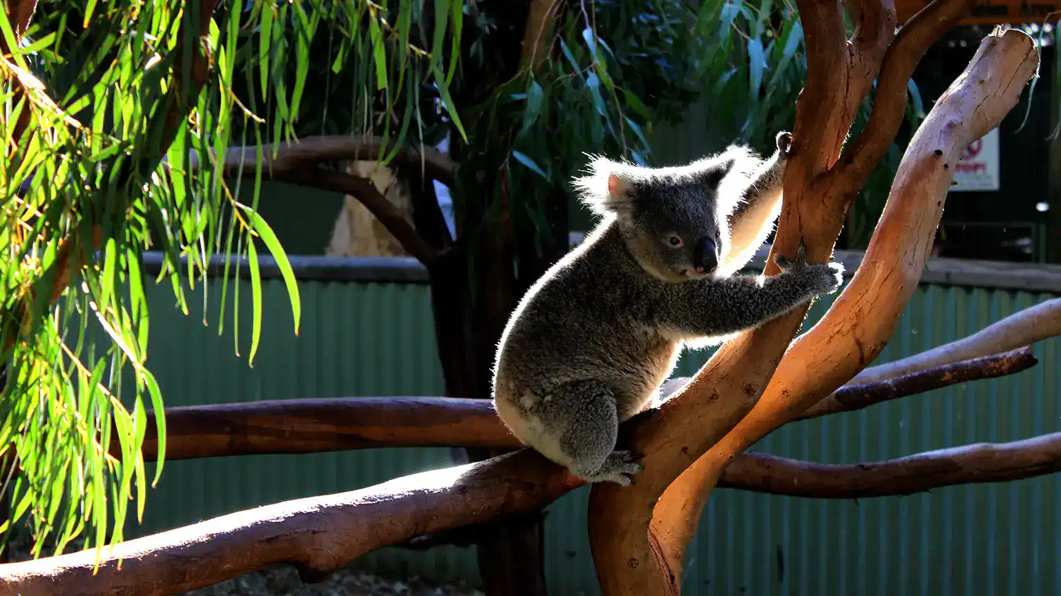 Sydney Zoo - GlobalXplorers