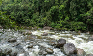 Mossman Gorge 