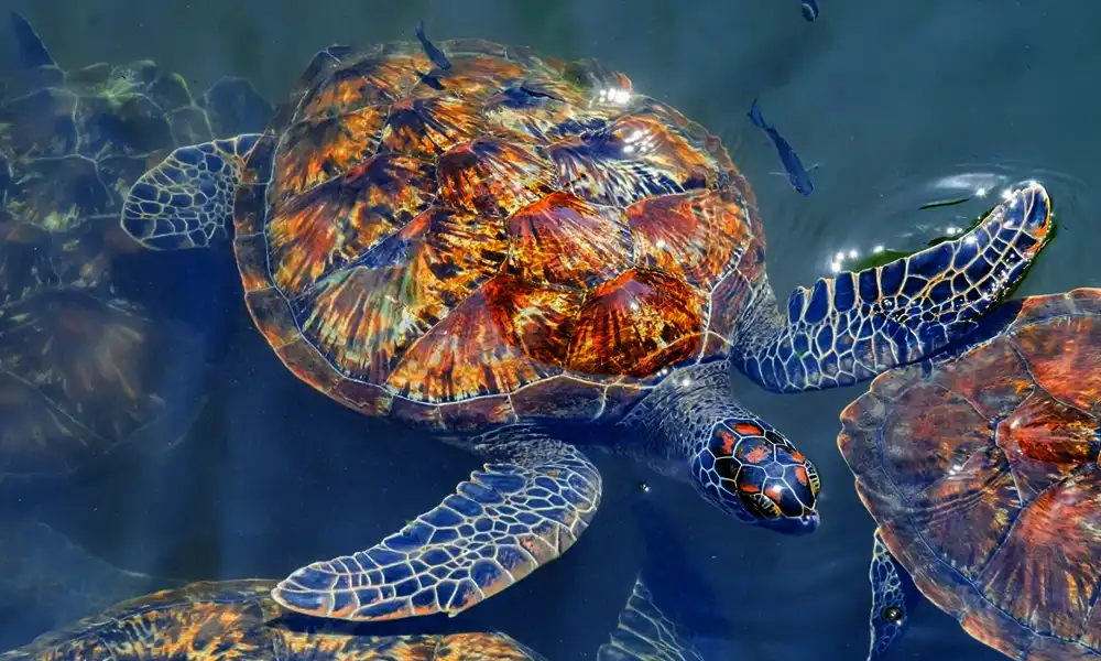 Turtles at Nungwi Mnarani Aquarium - GlobalXplorers