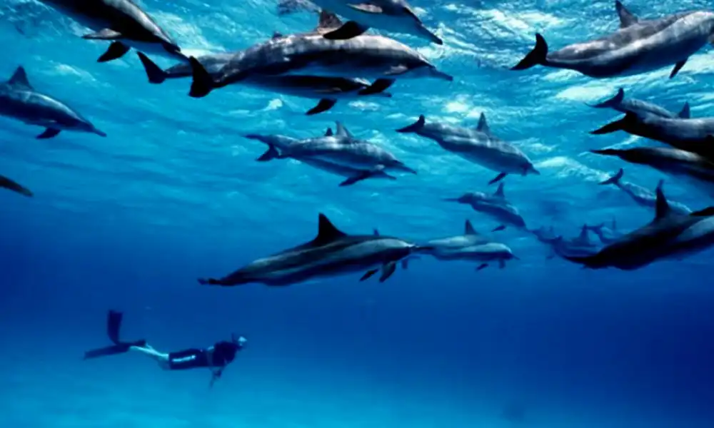 Mnemba Dolphin - GlobalXplorers