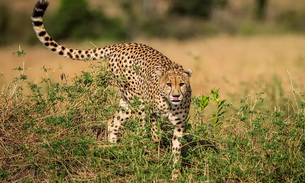 Cheetah Rock - Zanzibar - GlobalXplorers