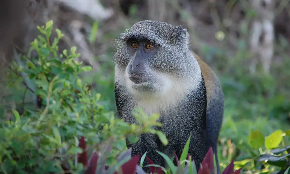 Island-Monkey - Zanzibar - GlobalXplorers