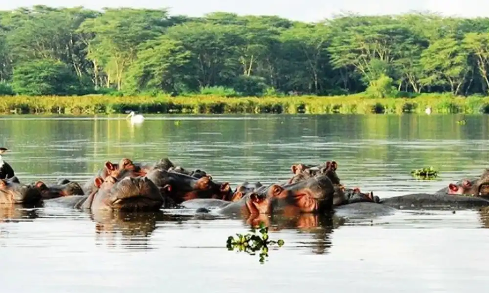 Amboseli Lake Naivasha - GlobalXplorers