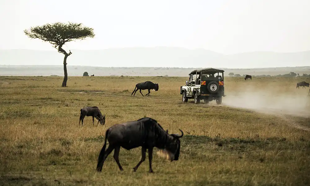 Maasai Mara - GlobalXplorers