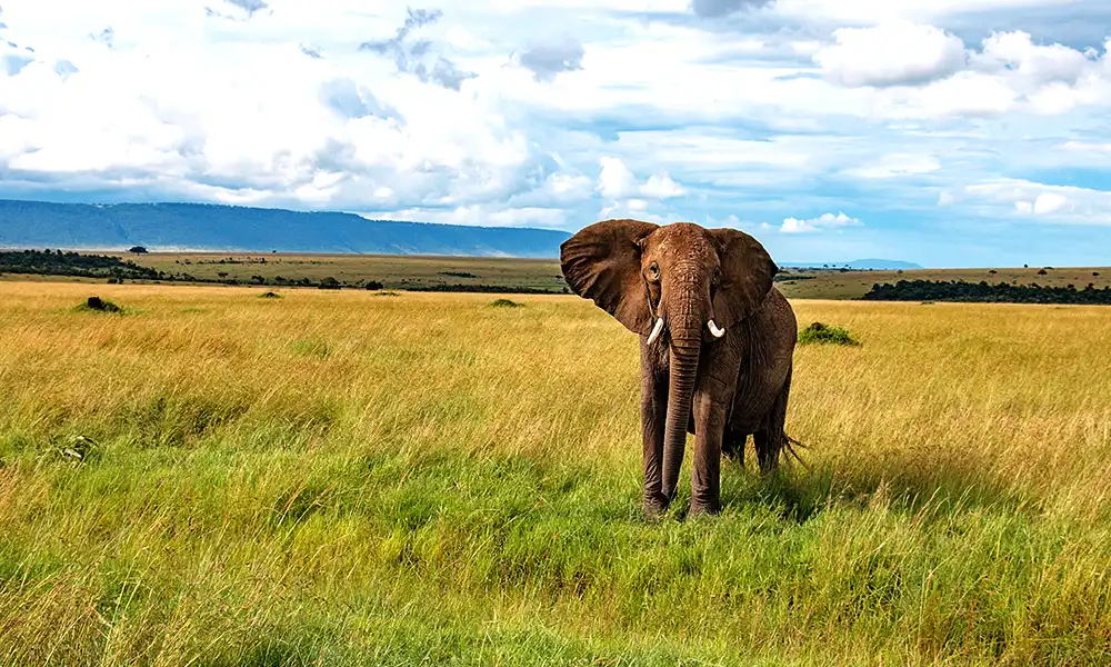 Maasai Mara National Reserve, Ngiro-are Road, Kenya