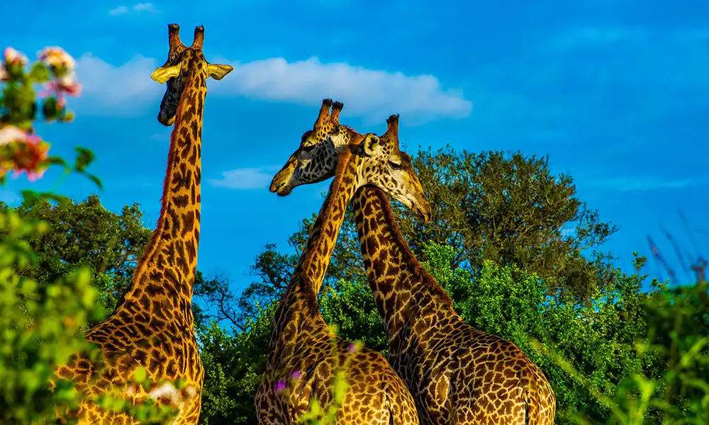 Kenya’s Amboseli & Mara <img src=https://globalxplorers.com/wp-content/uploads/2022/12/Active.png class=activebut>