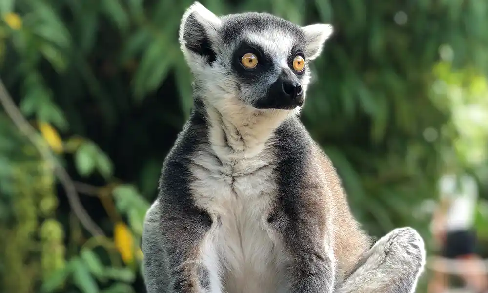 Madagascar – Around the Island  <img src=https://globalxplorers.com/wp-content/uploads/2022/12/Active.png class=activebut>