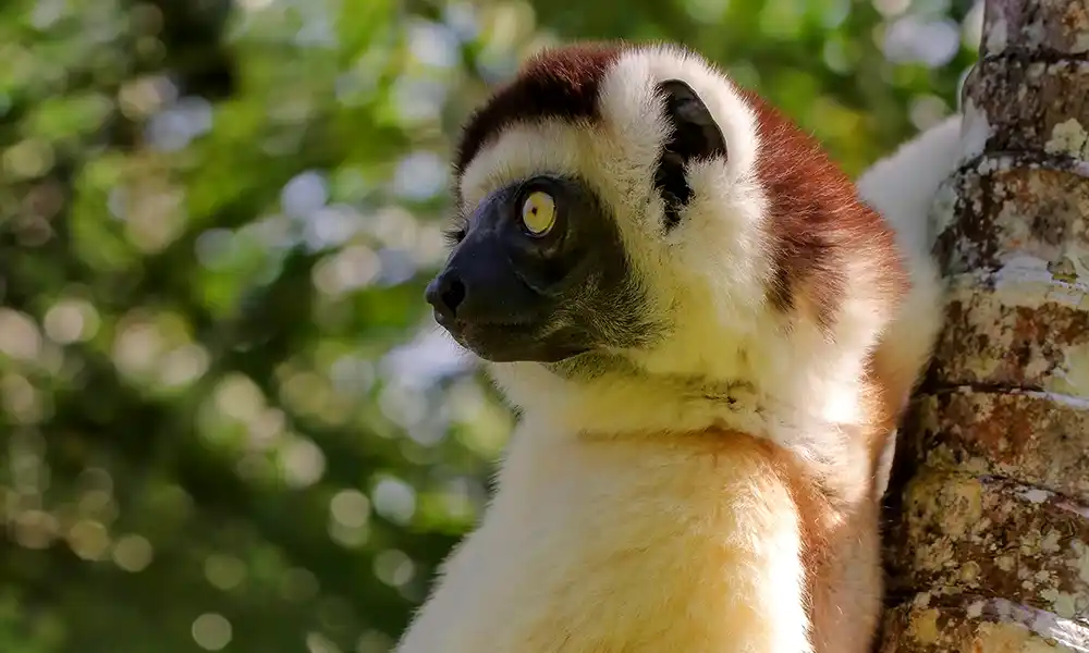 Madagascar Highlight - GX