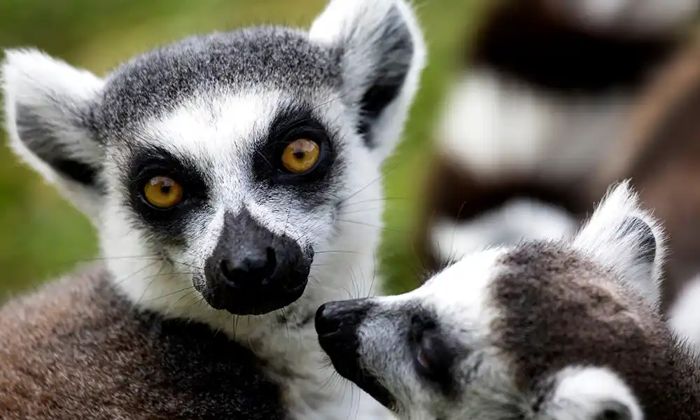 Madagascar Highlight - GX