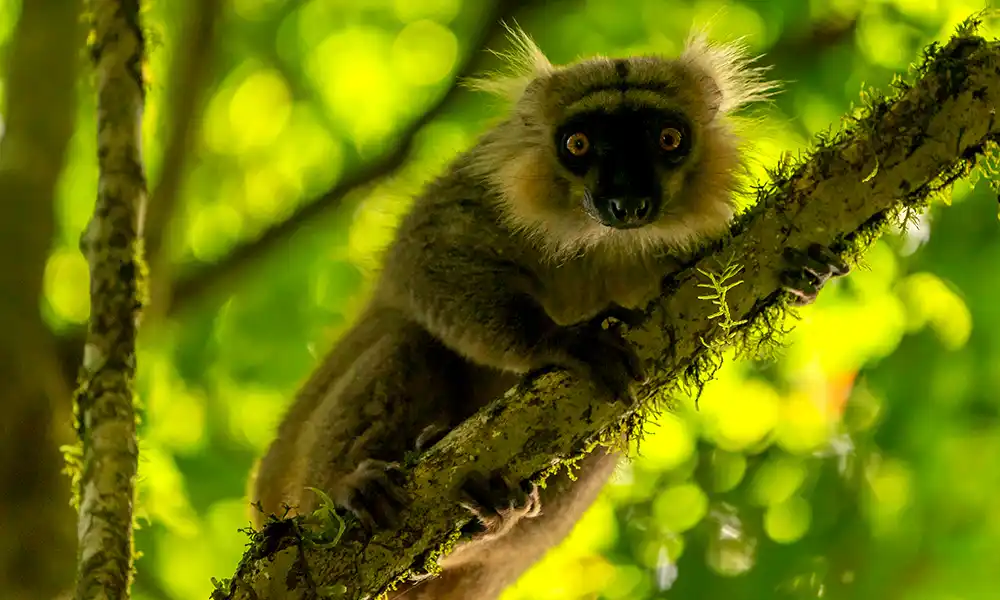 Madagascar Highlight - GX