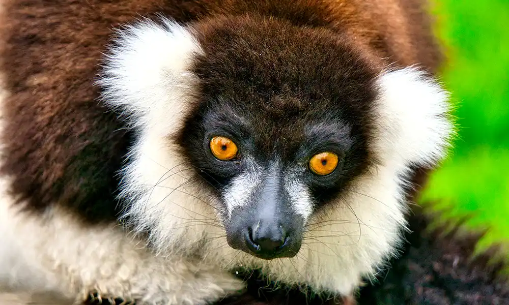 Madagascar Highlight - GX