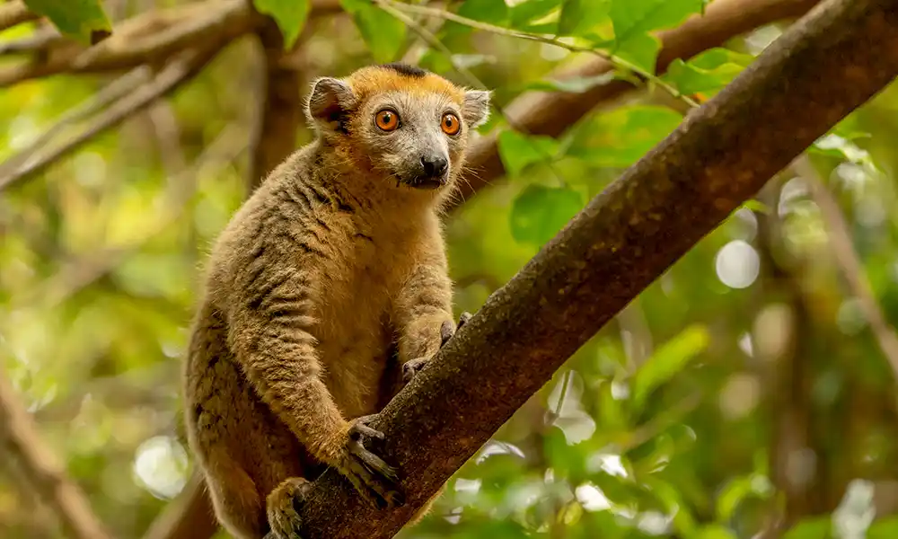 Madagascar Highlight - GX