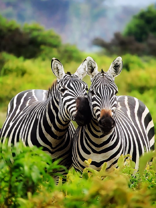 Kenya - GlobalXplorers