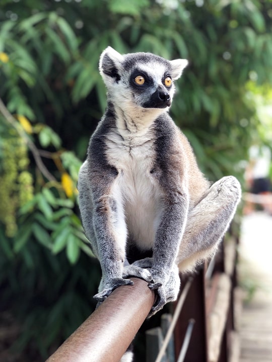 Madagascar -GlobalXplorers