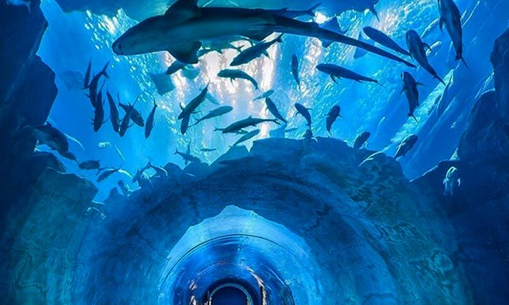 Dubai Aquarium - GlobalXplorers