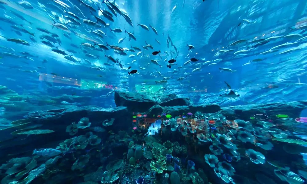 Dubai Aquarium - Globalxplorers