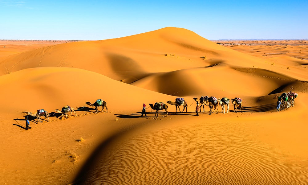 Camel Rides - GlobalXplorers