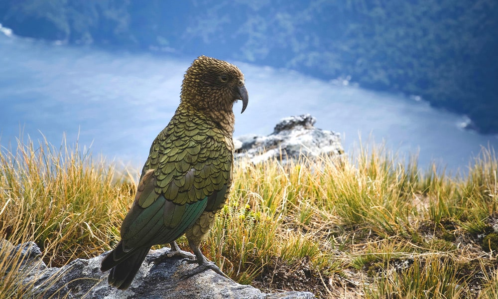 Flordland National Park Newzealand02