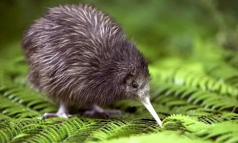 kiwi bird GlobalXplorers
