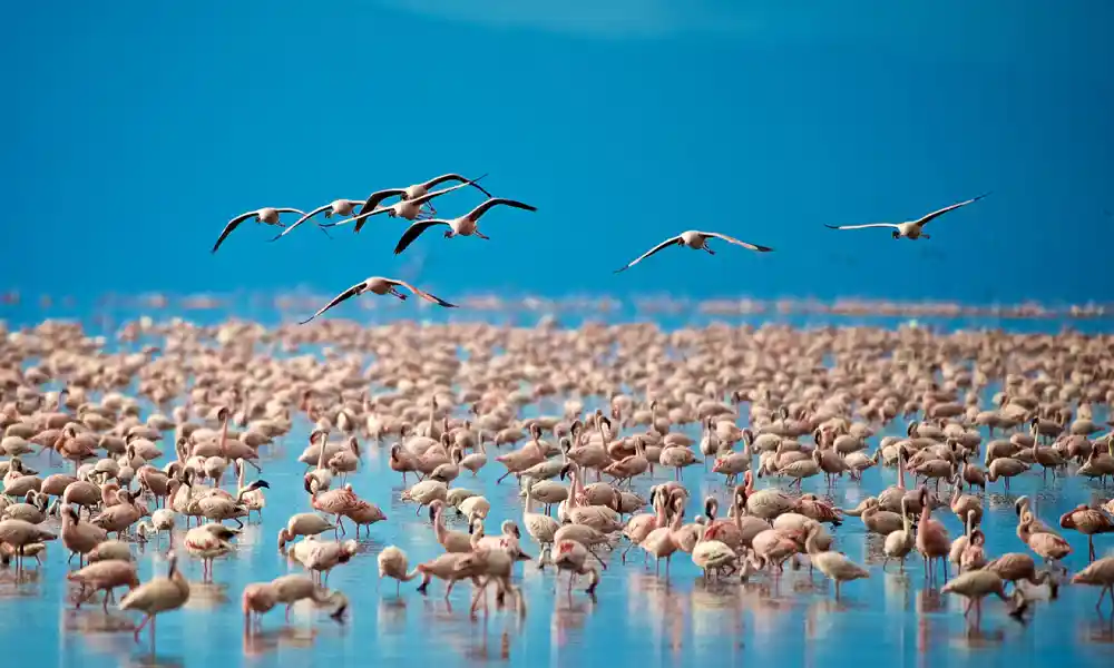 Lake Manyara - GlobalXplorers