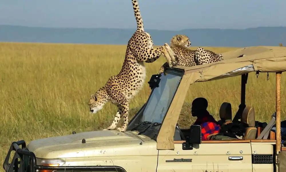 Masai-Mara-Amboseli-Wildlife-Safari-02