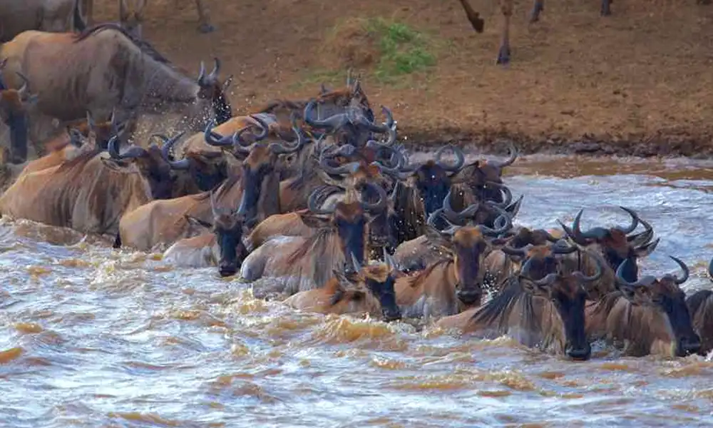 Masai-Mara-Amboseli-Wildlife-Safari-03