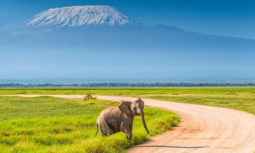 Masai-Mara-Amboseli-Wildlife-Safari-05