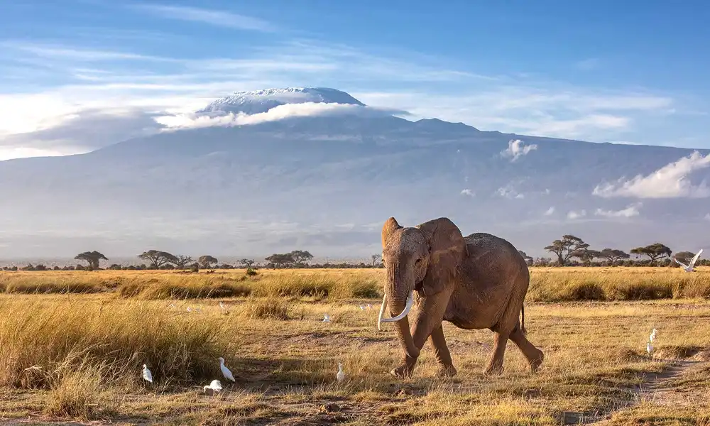 Masai-Mara-Amboseli-Wildlife-Safari-06