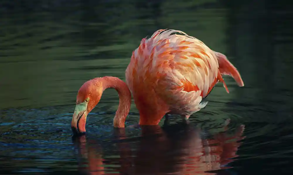 Ngorongoro Crater - GlobalXplorers